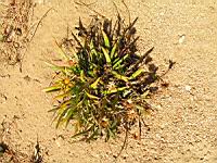 Arctotis (en Corse) (01) (Photo F. Mrugala)